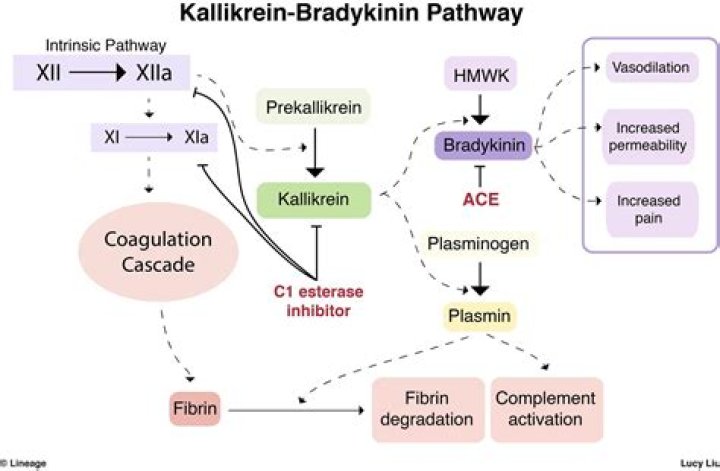 Do ace inhibitors increase bradykinin?
