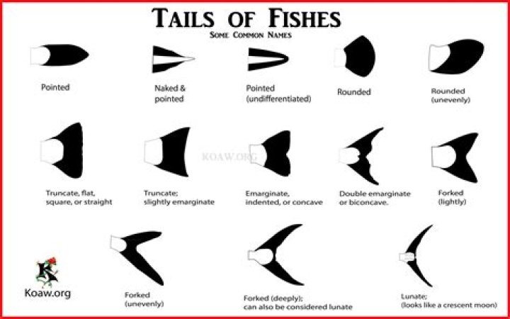What is a caudal?